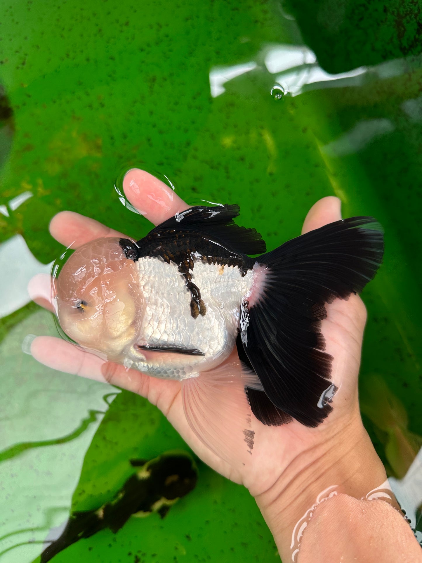 AAA Grade Panda Oranda Male 5.5 inches #0906OR_31