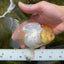 A Grade Snow White Oranda Female 5 inches #042525OR_03