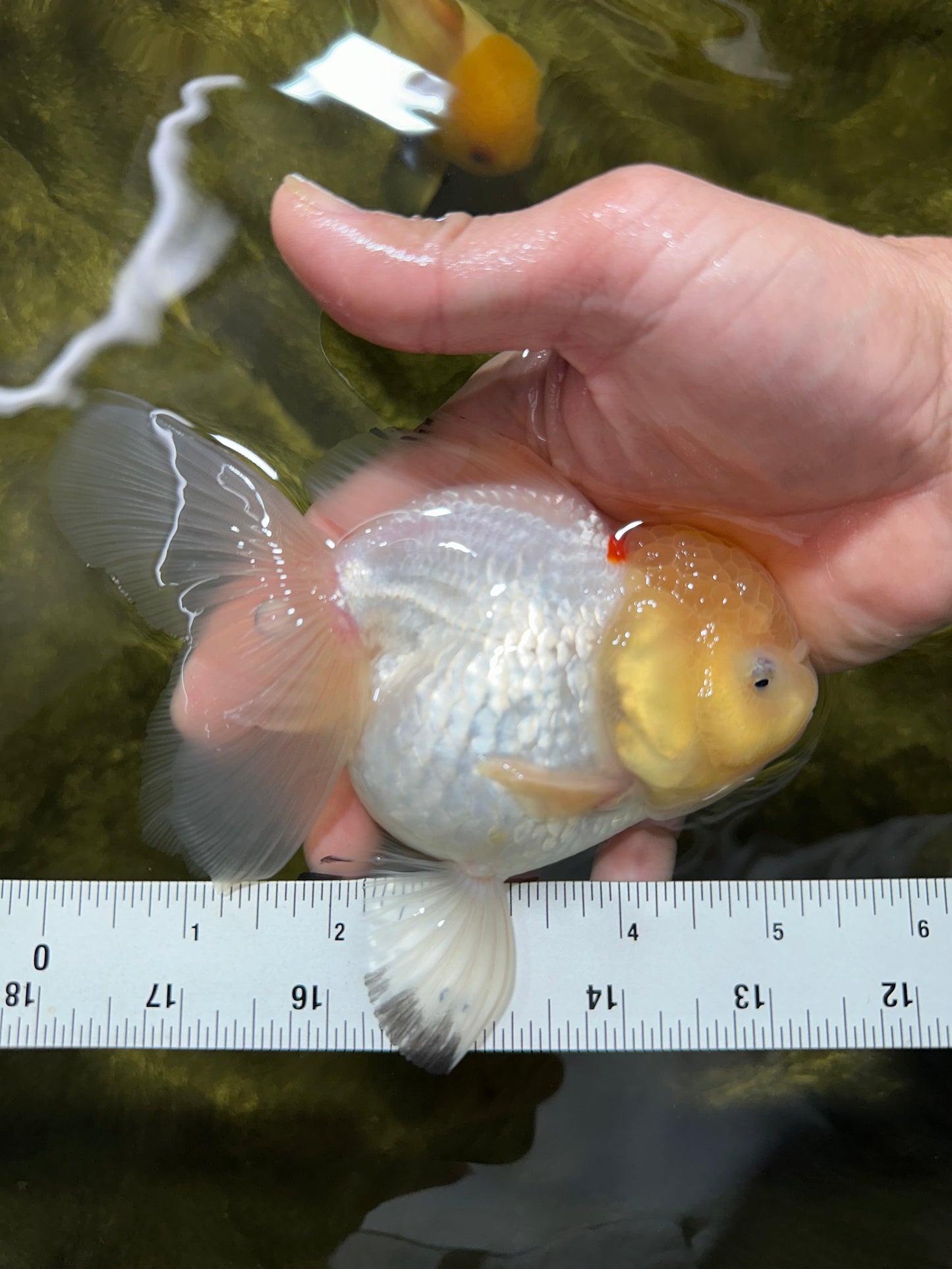 A Grade Snow White Oranda Female 5 inches #042525OR_03