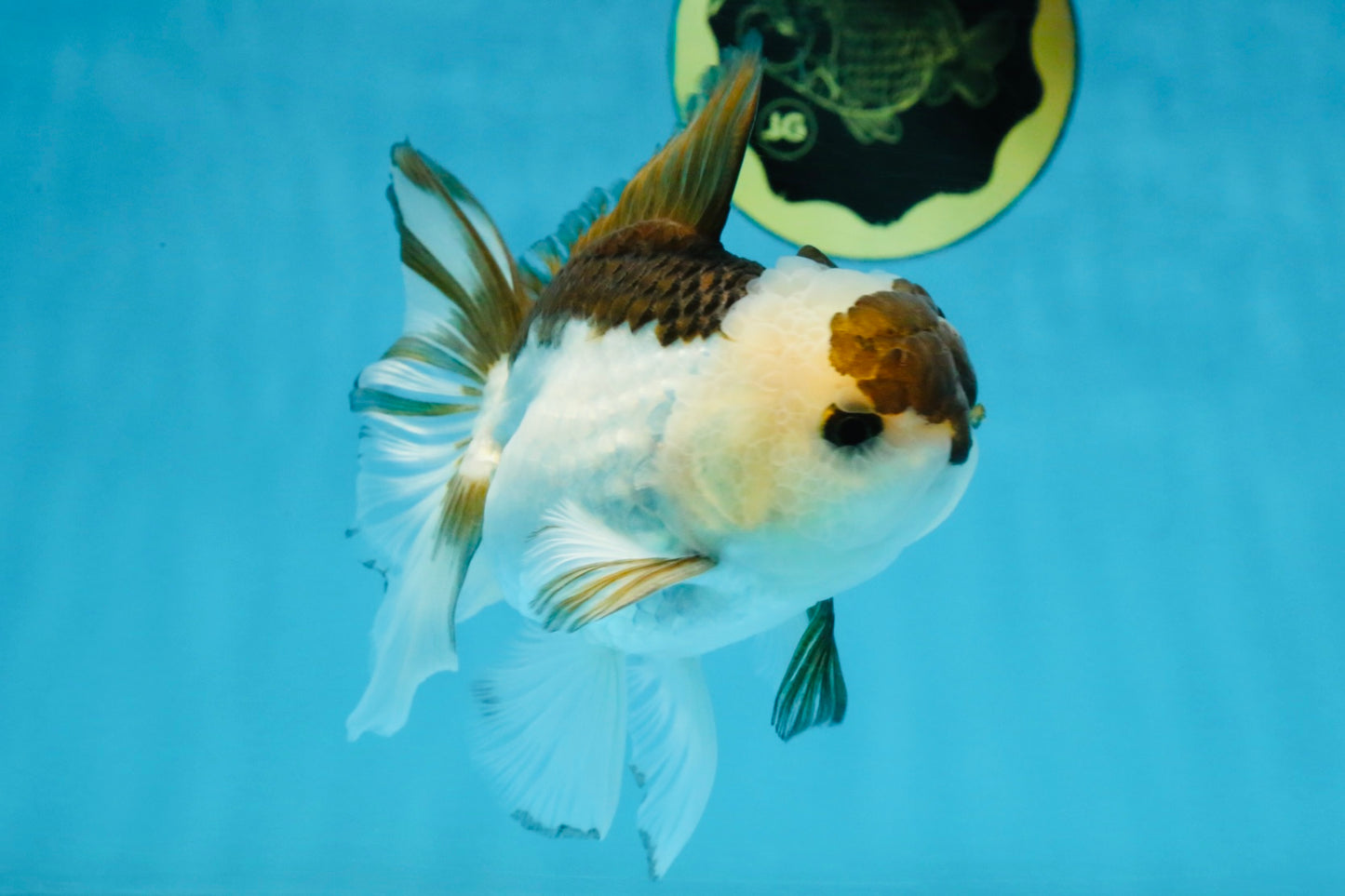 Panda Oranda Male 5-5.5 inches #112125OR_21