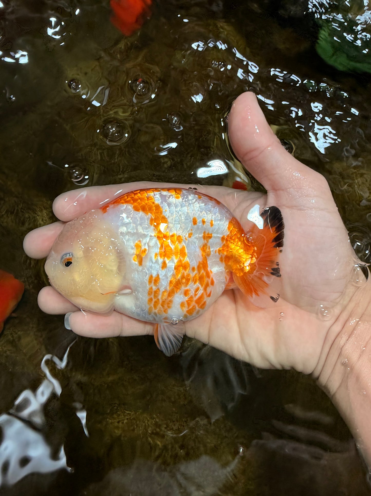 CHUBBY AAA Grade Kohaku Sakura LionQueen 4.5 inches #112825LC_01