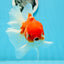 AAA Grade Cherry Sakura Oranda Male 6 inches #0927OR_02