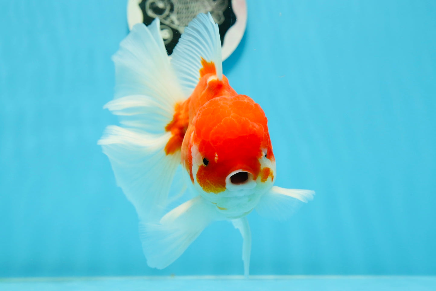 AAA Grade Cherry Sakura Oranda Male 6 inches #0927OR_02