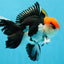AAA Grade Tricolor Oranda Male 6 inches #052325_12