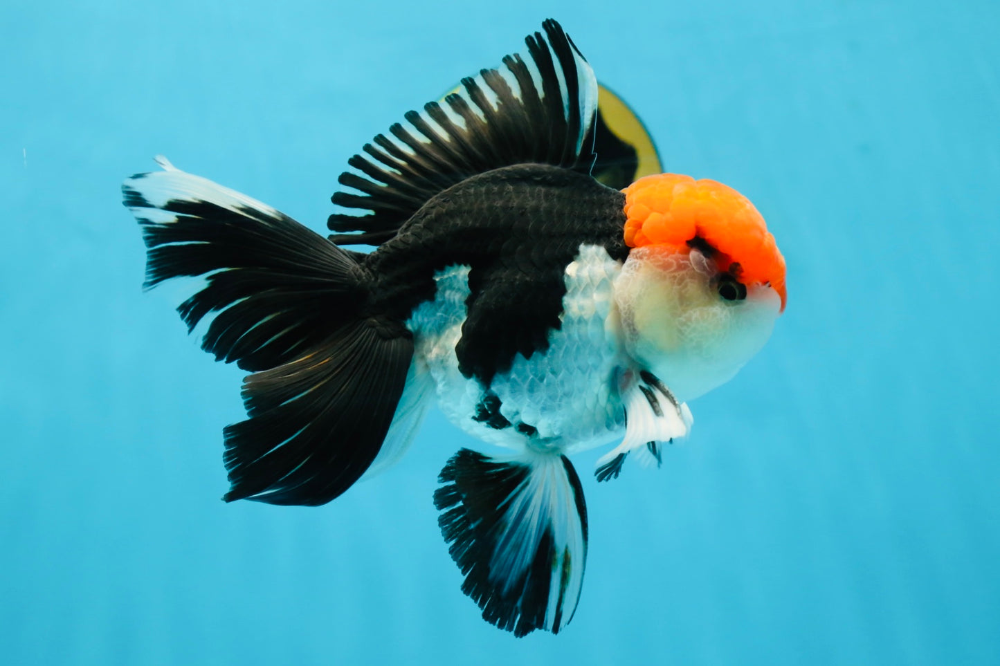 AAA Grade Tricolor Oranda Male 6 inches #052325_12