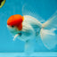 AAA BEST Grade Red White Oranda Male 6 inches #051625OR_21