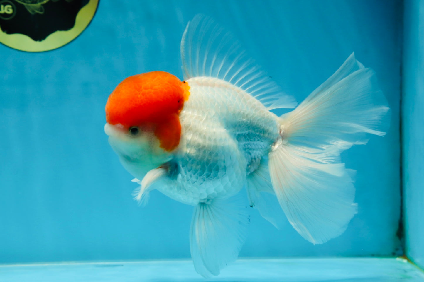 AAA BEST Grade Red White Oranda Male 6 inches #051625OR_21