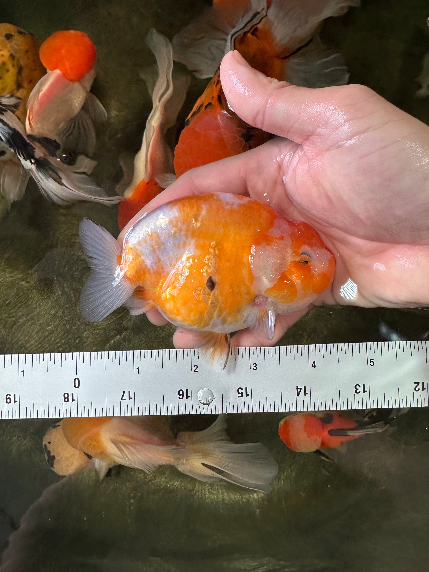 A Grade Sakura LionKing 4.5 inches #052325LC_13