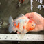 A Grade Tancho Marble Button Eyes Yuanbao Female 5 inches #062626YB_11