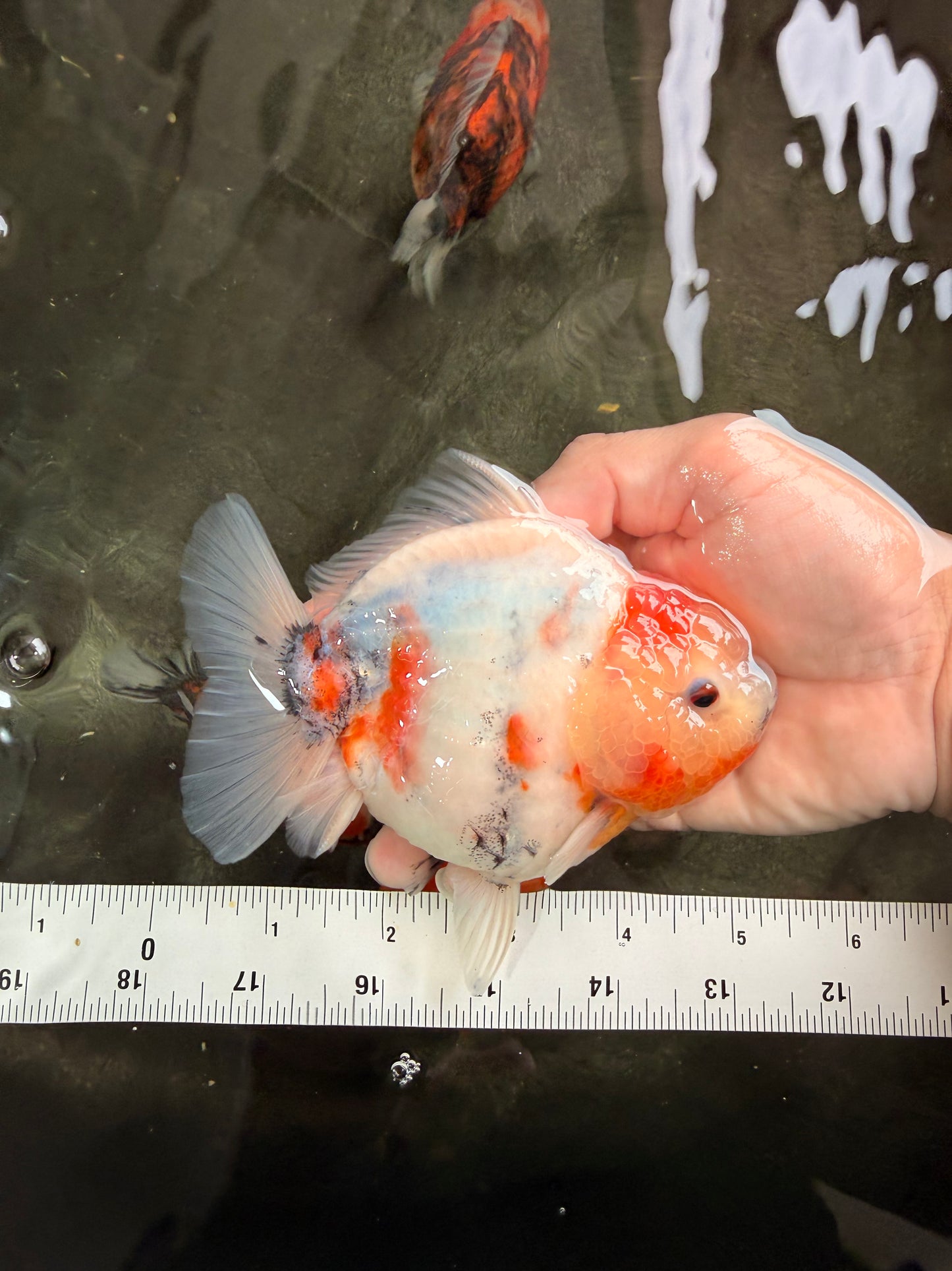 A Grade Tancho Marble Button Eyes Yuanbao Female 5 inches #062626YB_11