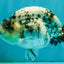 A Grade Tiger Ranchu Male 4.5-5 inches #081426RC_23