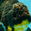 AAA Grade Jumbo Bloodline Kirin Oranda Male 7.5 inches #061926OR_05