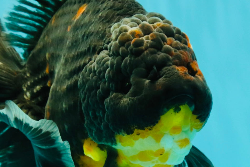 AAA Grade Jumbo Bloodline Kirin Oranda Male 7.5 inches #061926OR_05