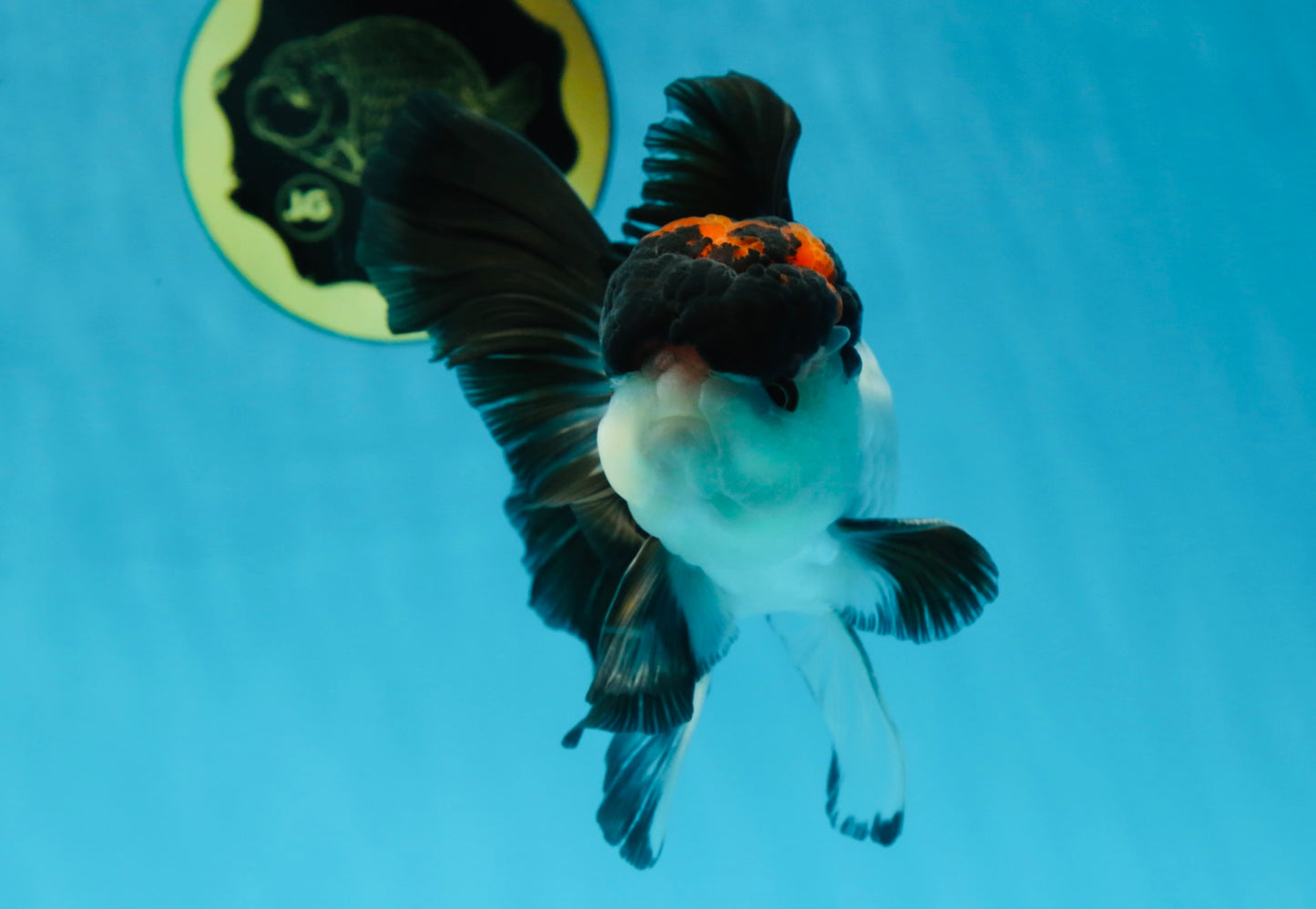Lava Tricolor Oranda Male 5-5.5 inches #053025OR_20