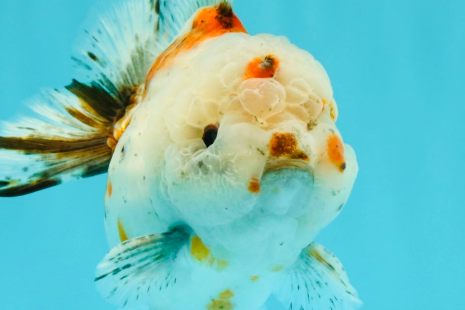 A Grade Calico Yuanbao Male 5-5.5 inches #032026YB_17