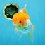 Orange White Oranda Female 5.5 inches #071125OR_07