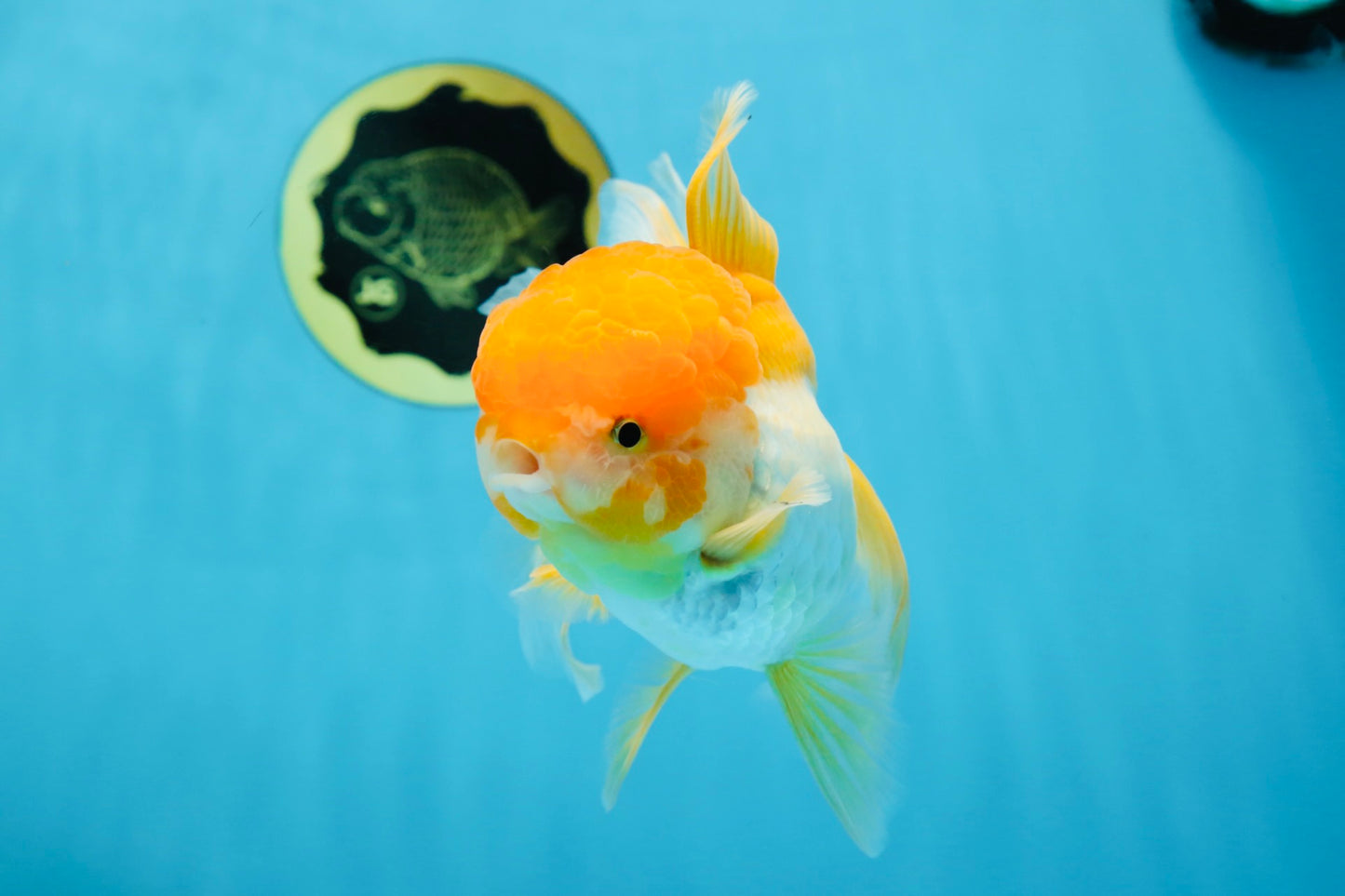 Orange White Oranda Female 5.5 inches #071125OR_07