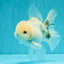 A Grade Marble Oranda Male 5-5.5 inches #050126OR_11