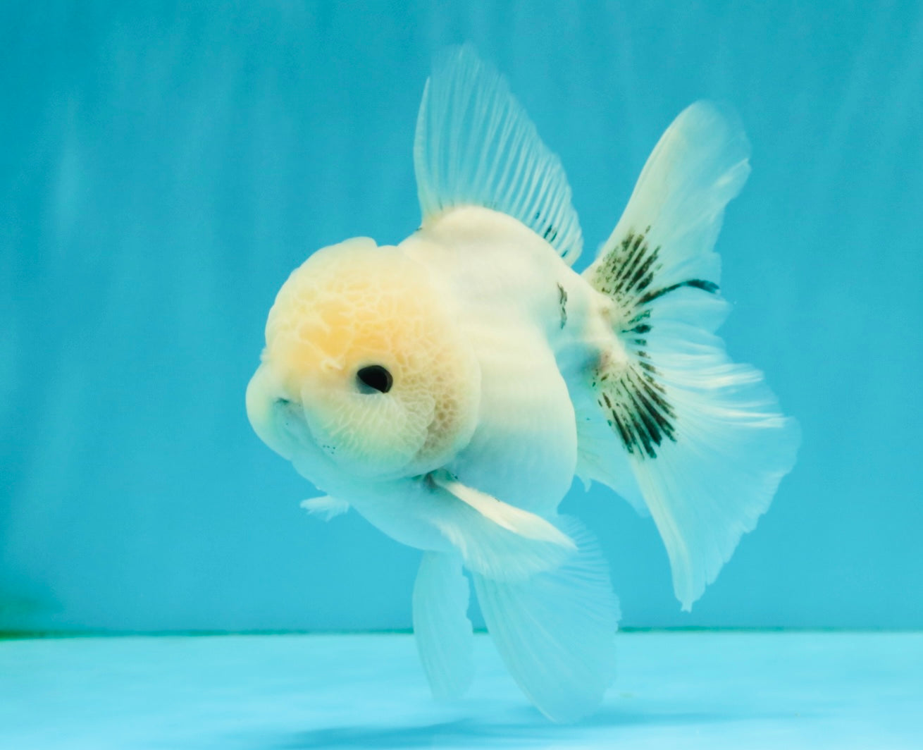 A Grade Marble Oranda Male 5-5.5 inches #050126OR_11