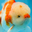 AAA Grade CHONKY Sakura Oranda Male 6 inches #082225OR_10