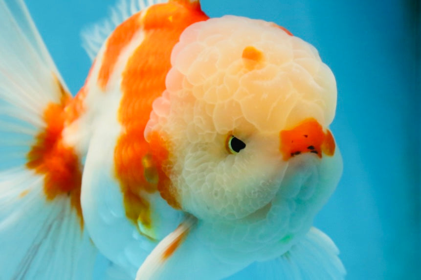AAA Grade CHONKY Sakura Oranda Male 6 inches #082225OR_10
