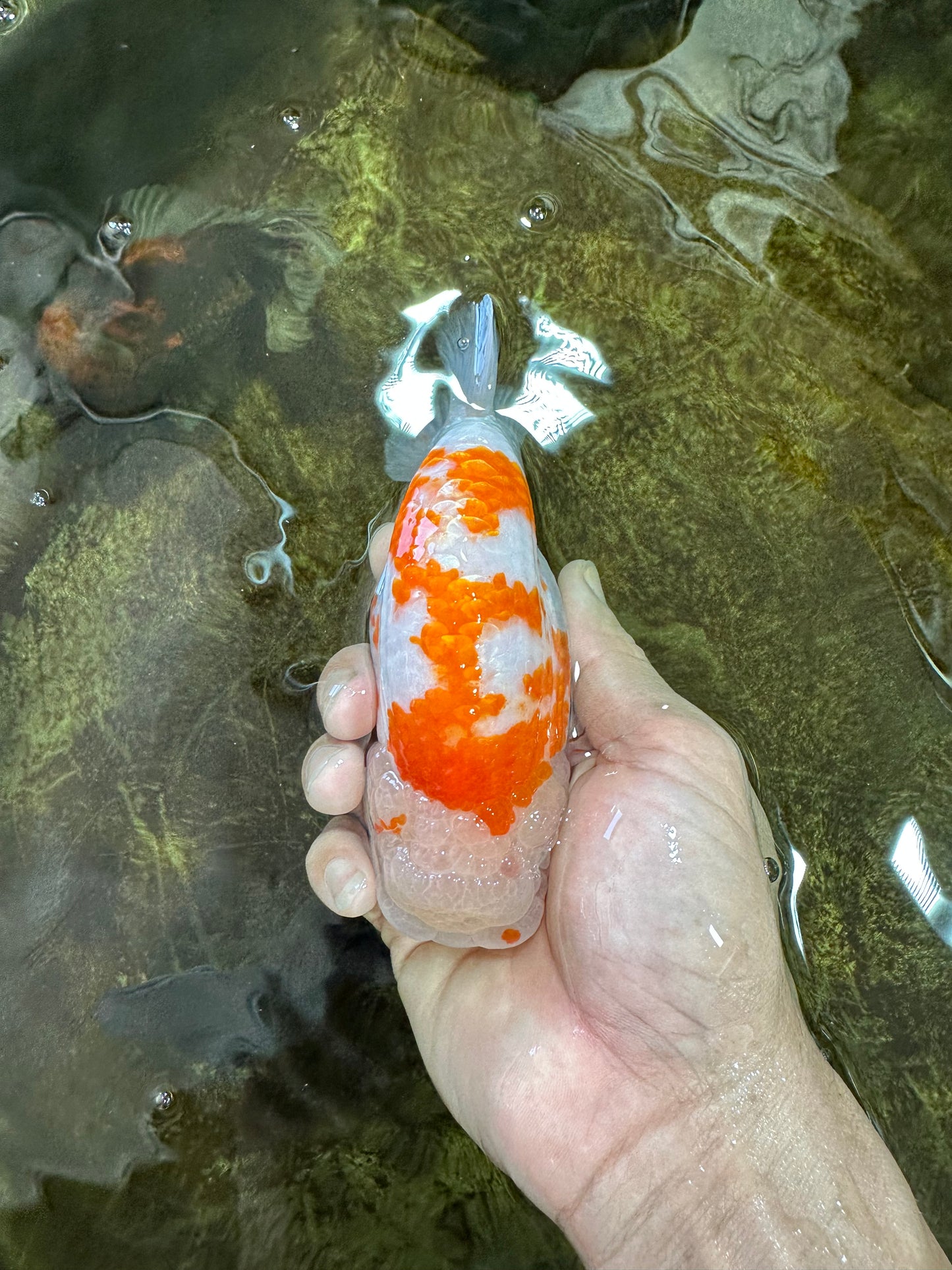 AAA Grade FANCY Kohaku Sakura LionKing 5.5 inches #100325LC_08