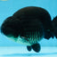 AAA Grade SPECIAL Kingkong Black Ranchu Male 5.5-6 inches #091225RC_03