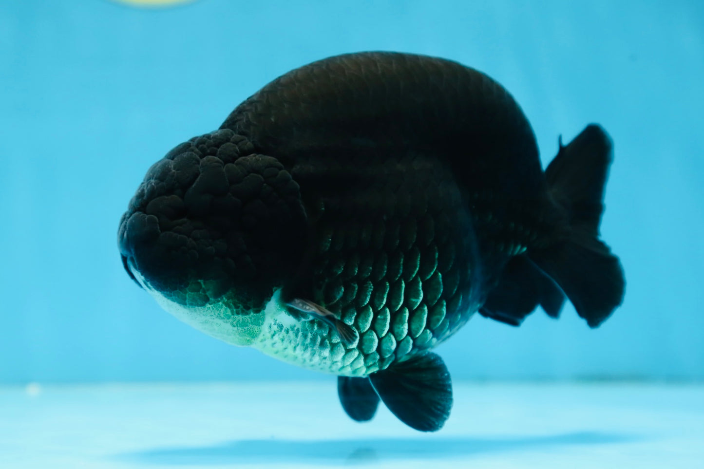 AAA Grade SPECIAL Kingkong Black Ranchu Male 5.5-6 inches #091225RC_03