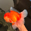 AAA Grade Super Red White Oranda Male 7.5-8 inches #061926OR_03