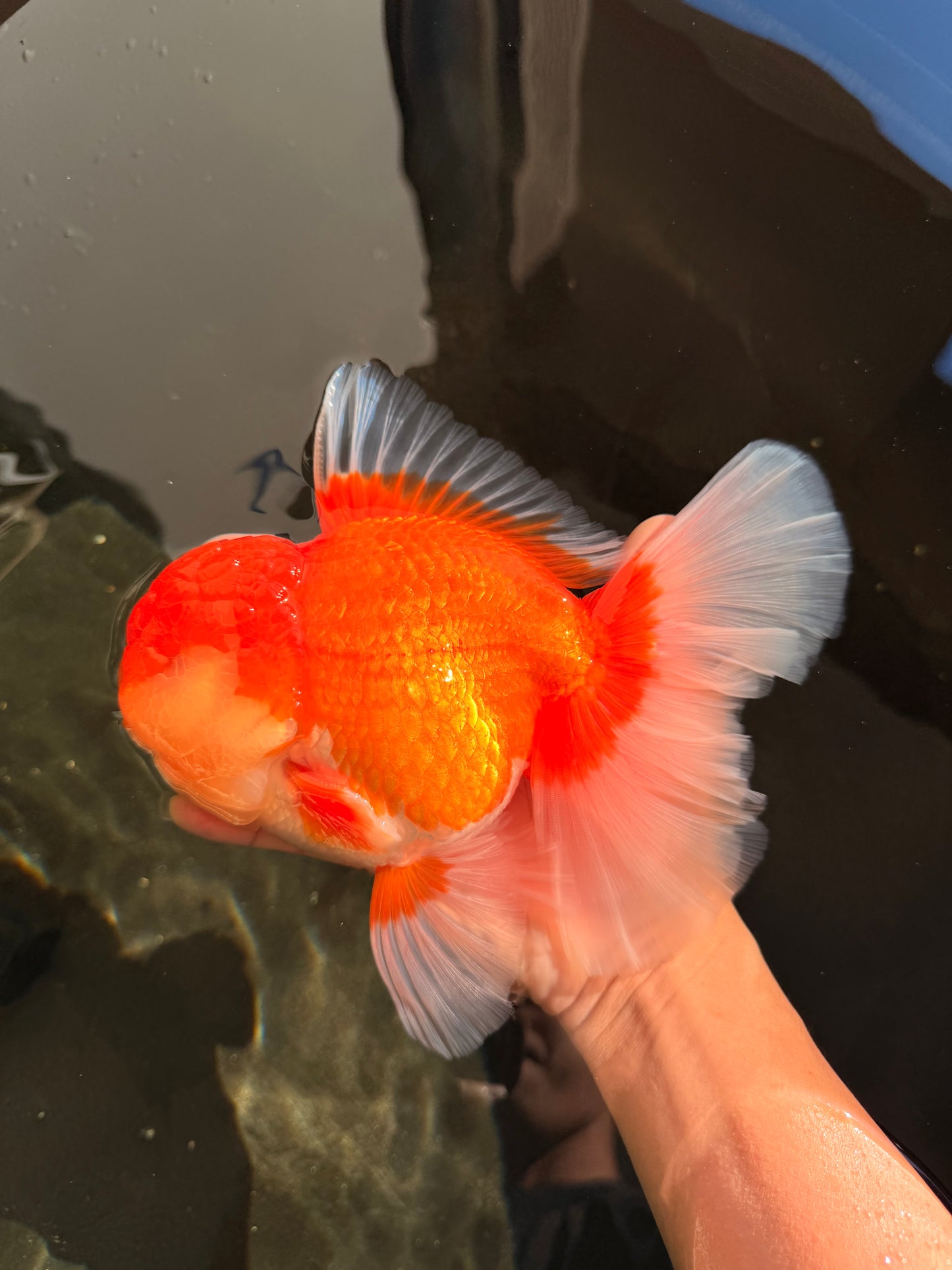 AAA Grade Super Red White Oranda Male 7.5-8 inches #061926OR_03