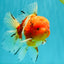 A Grade Sakura Oranda Male 5.5-6 inches #080726OR_19