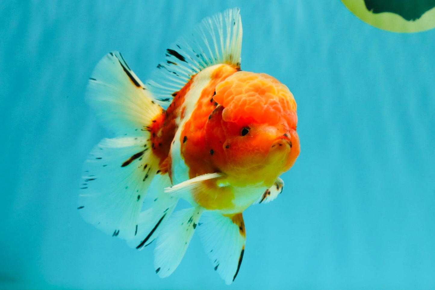 A Grade Sakura Oranda Male 5.5-6 inches #080726OR_19