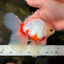 A Grade Red White Oranda Male 5.5-6 inches #102326OR_12