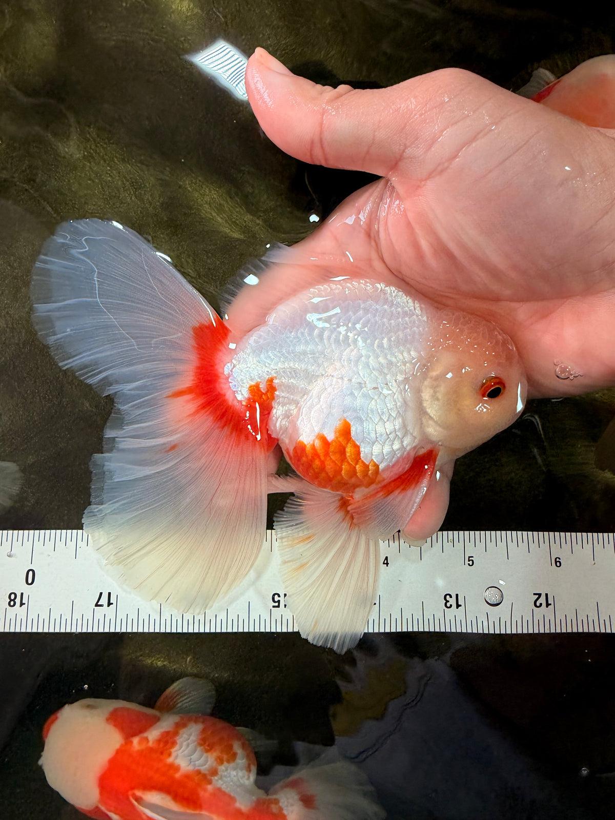 A Grade Red White Oranda Male 5.5-6 inches #102326OR_12