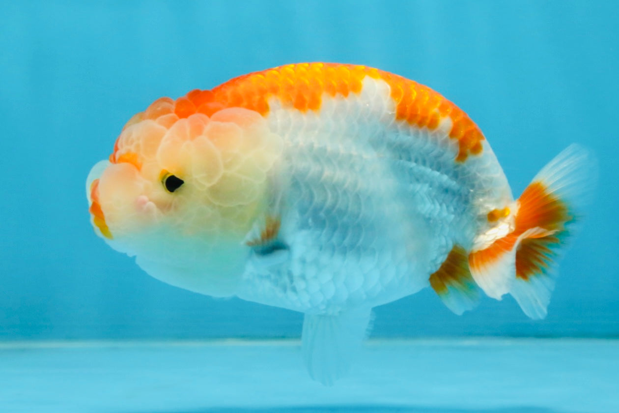 AAA Grade Red White LionQueen 4 inches #112125LC_08