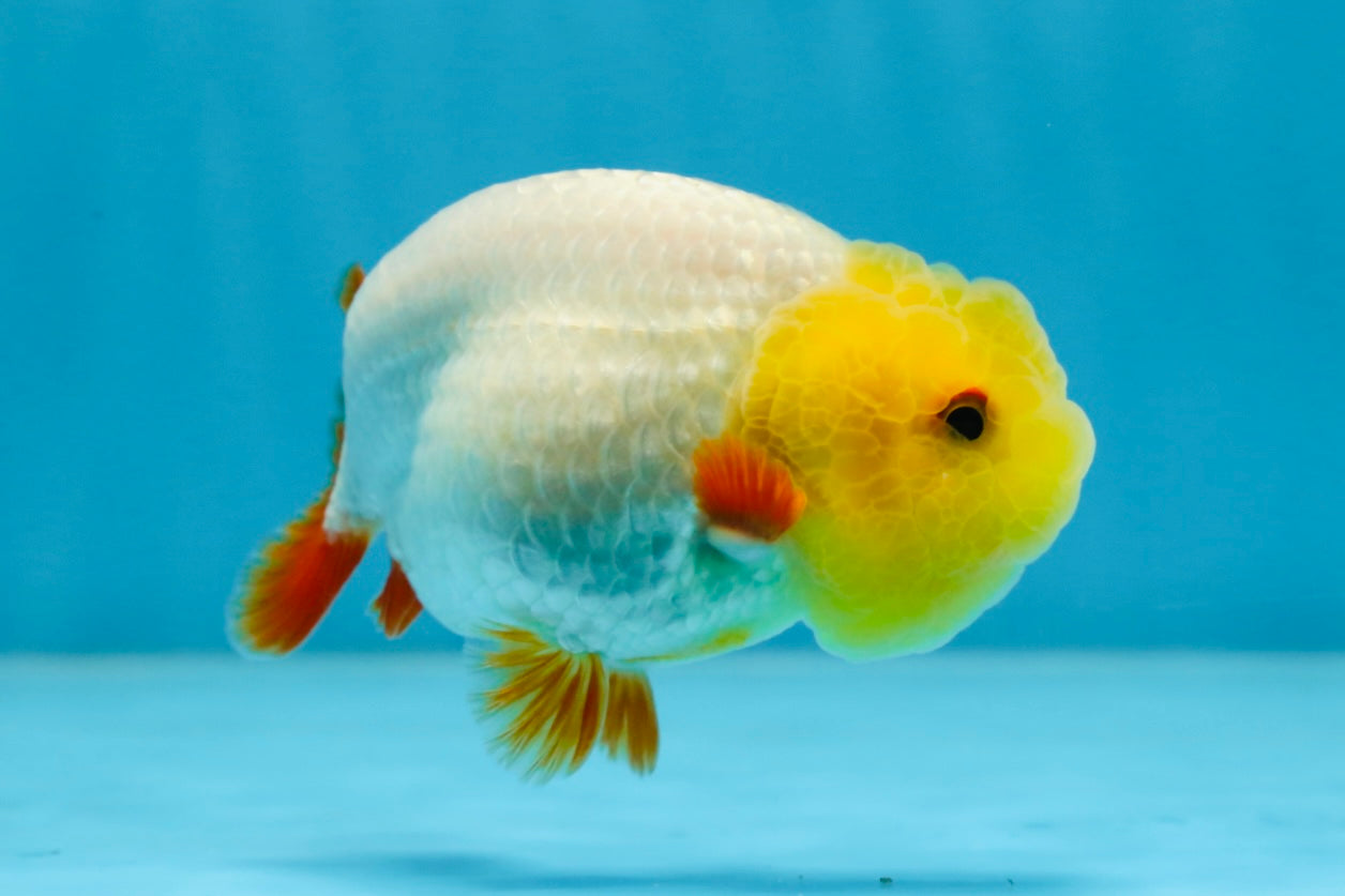 A Grade Lemonhead LionKing 3.5 inches #070425LC_06