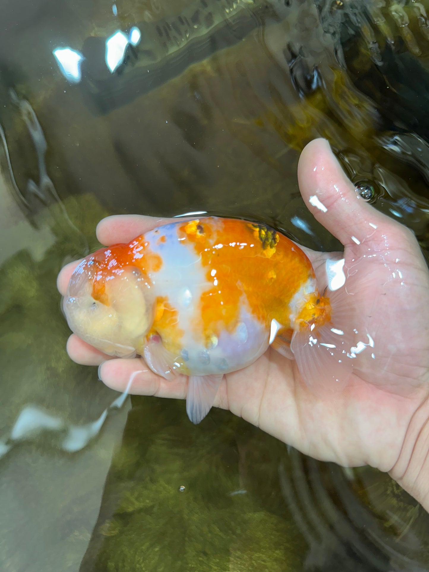 AAA Grade CHUBBY Sakura LionKing 5 inches #062025LC_03