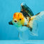 A Grade UNIQUE Tricolor Oranda Male 5.5 inches #072525OR_08
