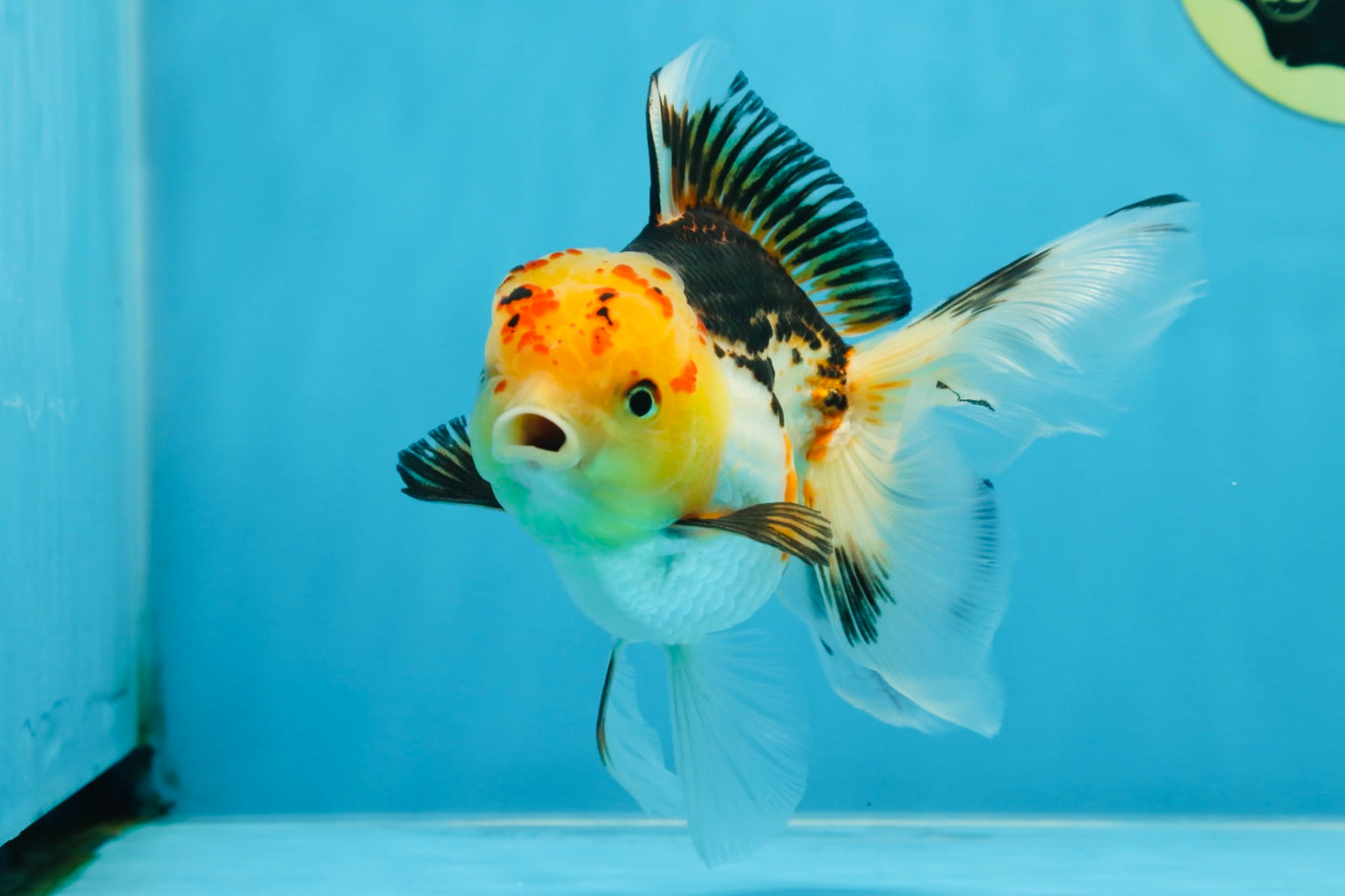 A Grade UNIQUE Tricolor Oranda Male 5.5 inches #072525OR_08