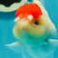 A Grade Pom-poms Tancho Oranda Female 5 inches #102524OR_12