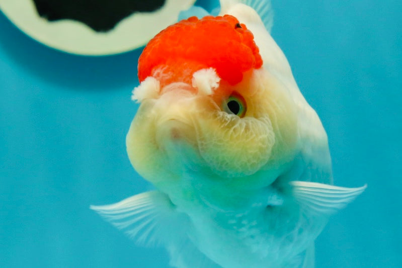 A Grade Pom-poms Tancho Oranda Female 5 inches #102524OR_12