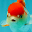 Red White Oranda Female 5 inches #110124OR_04