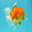 TOMATO A Grade Red White Oranda Female 6 inches #082826OR_17