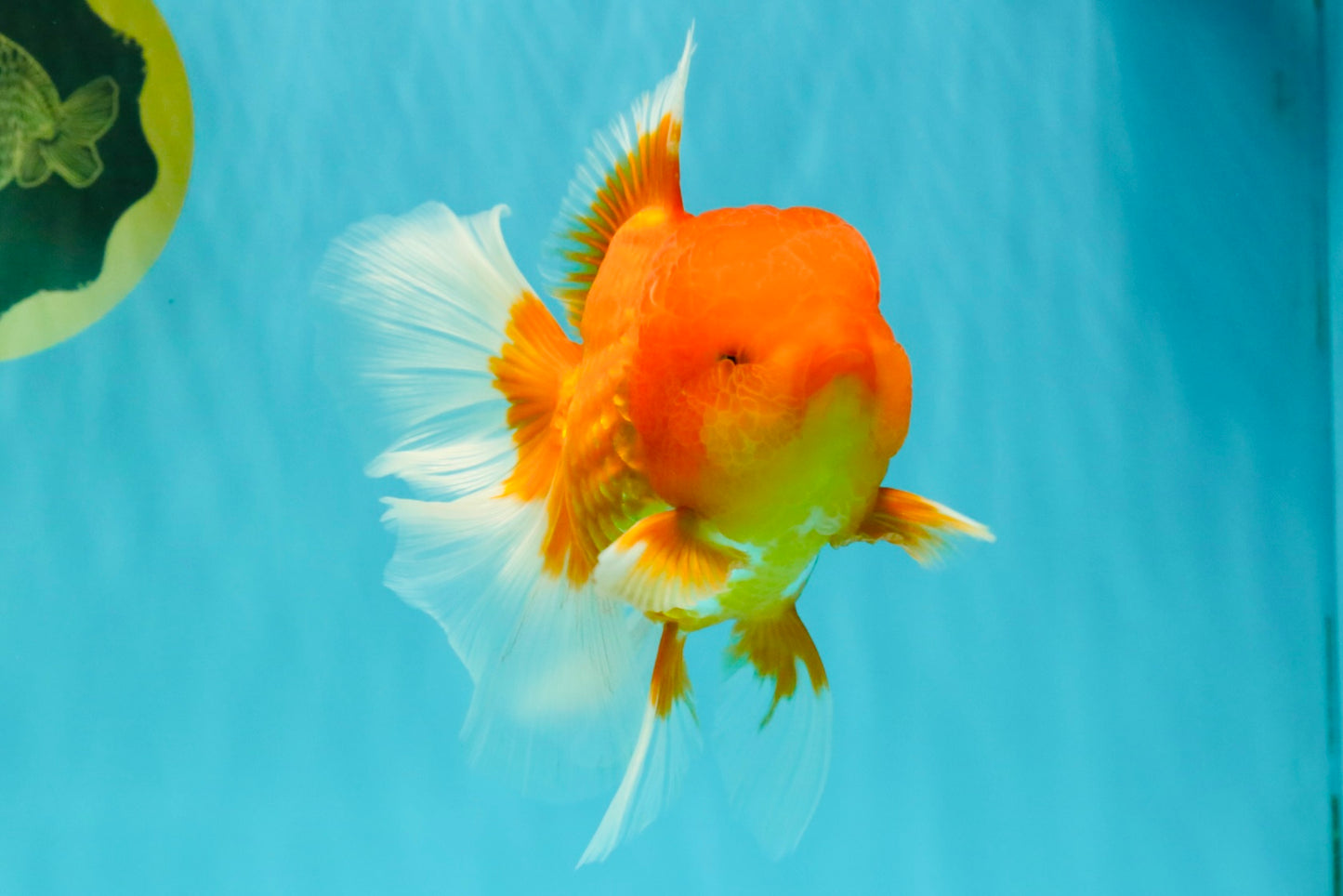 TOMATO A Grade Red White Oranda Female 6 inches #082826OR_17