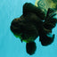 AAA Grade Broadtail Black Godzilla Oranda Male 7 inches #071026OR_01
