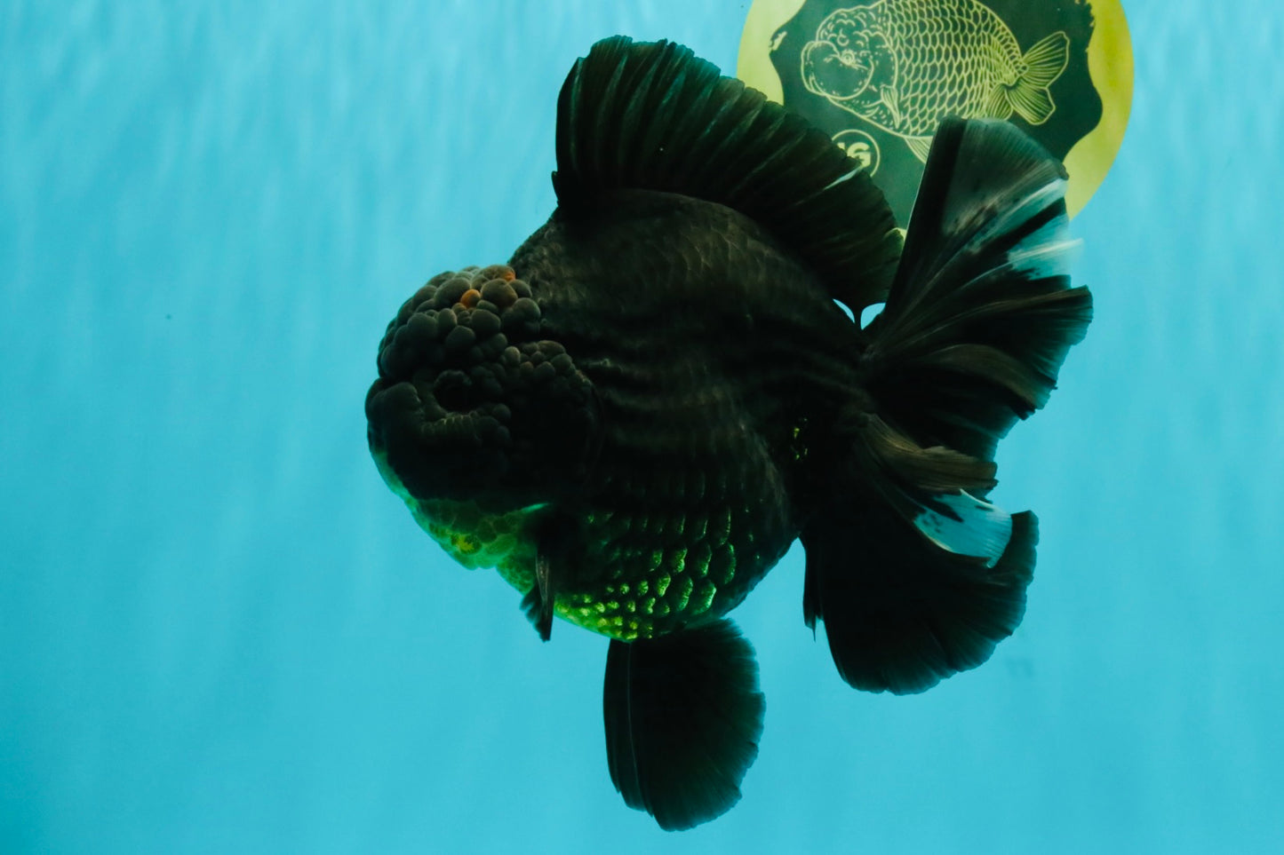 AAA Grade Broadtail Black Godzilla Oranda Male 7 inches #071026OR_01