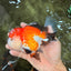 A Grade Tricolor Oranda Female 6 inches #082126OR_10