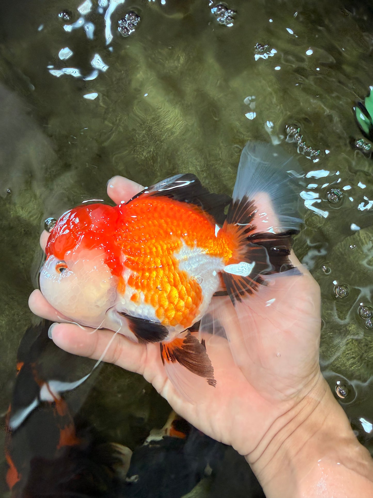 A Grade Tricolor Oranda Female 6 inches #082126OR_10