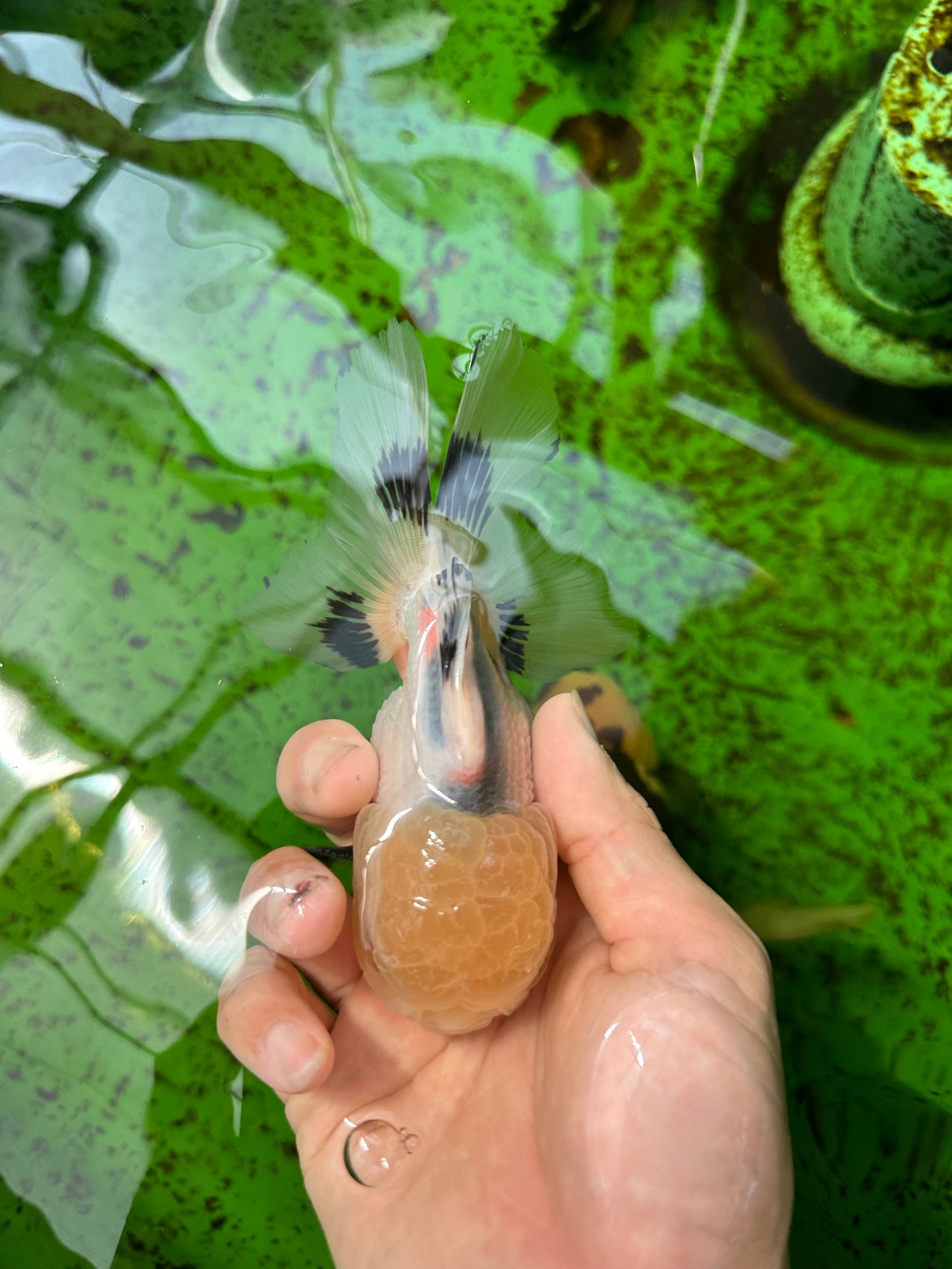 A Grade Panda Button Eyes Oranda Male 5 inches #0920OR_25