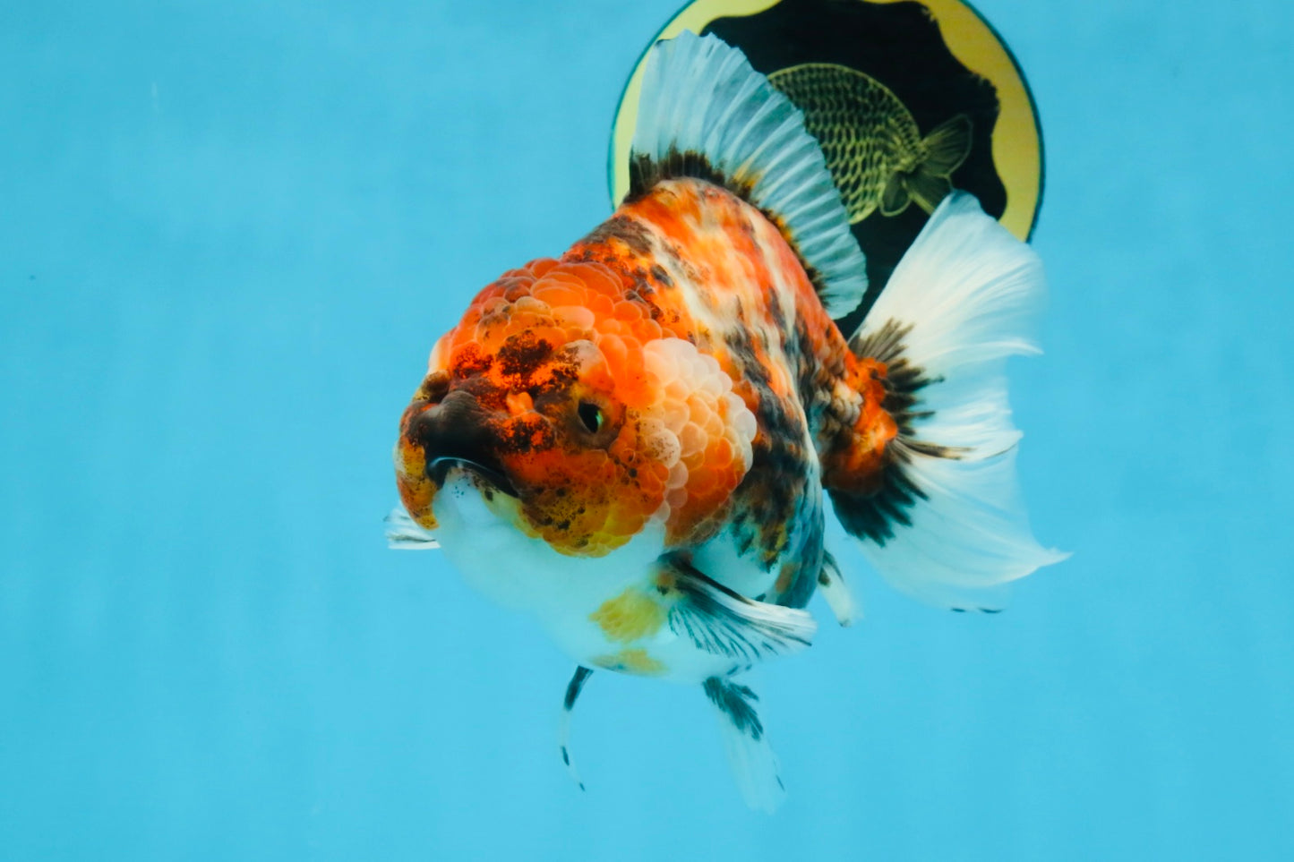 Marble Sakura Yuanbao Female 5.5 inches #111425YB_03